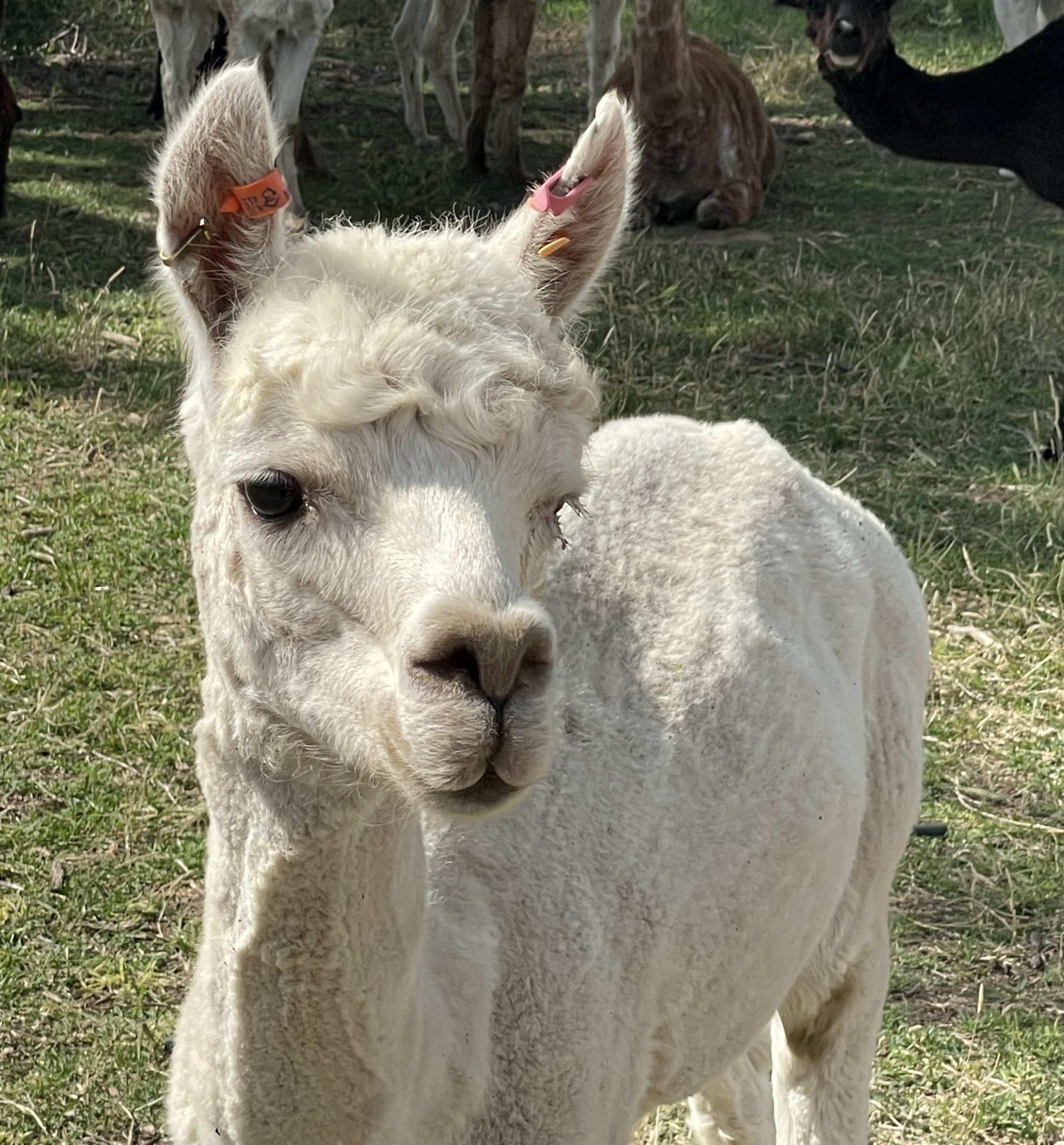 Alpaca tag