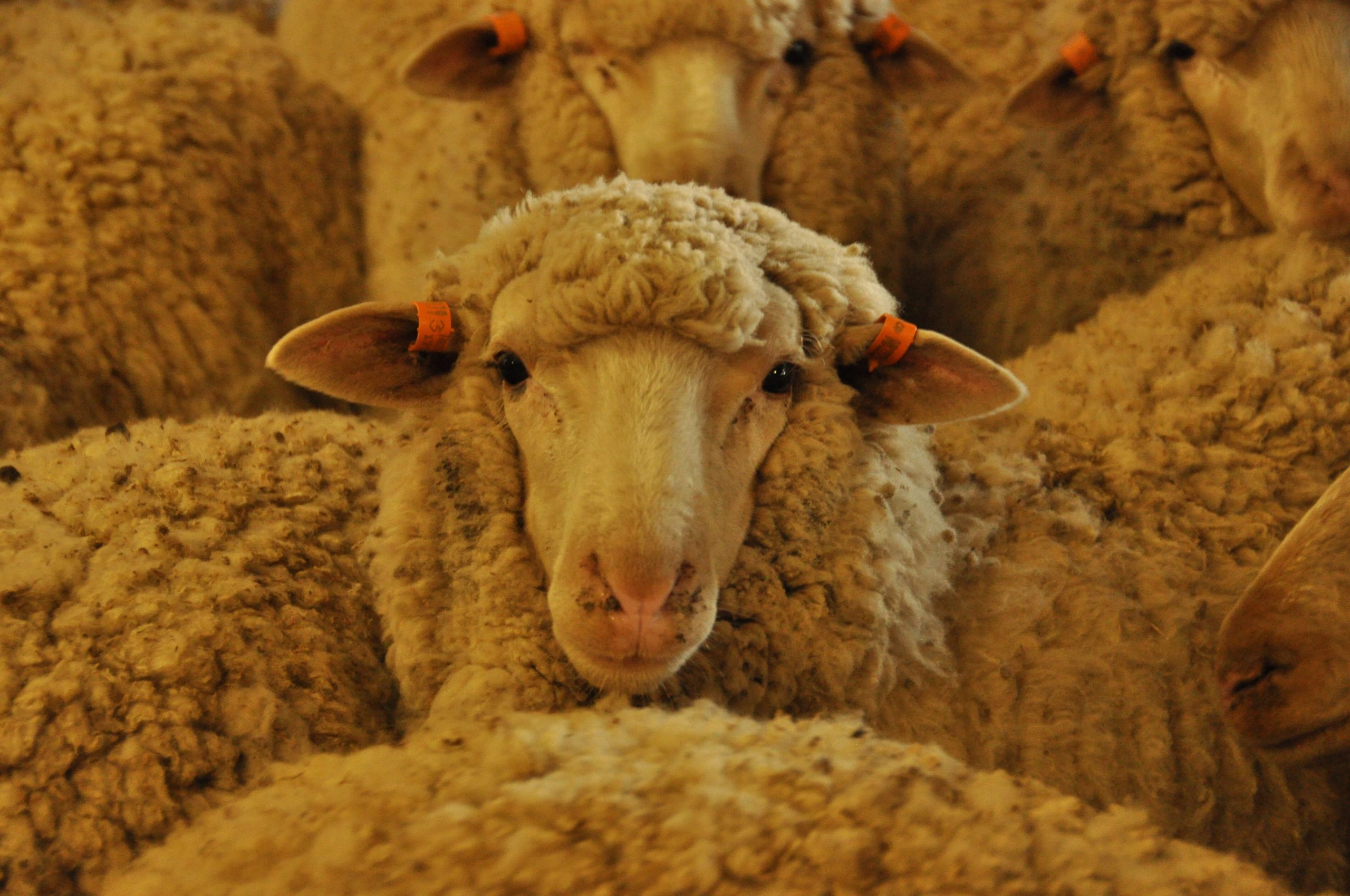 Sheep Tag